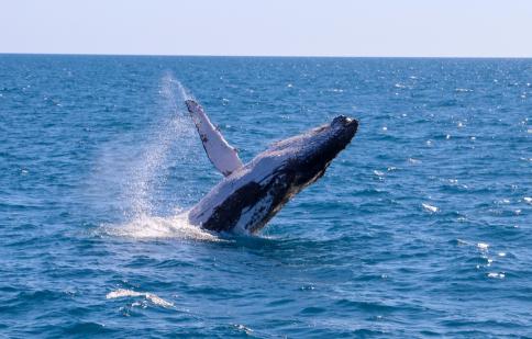 Whale Watching image